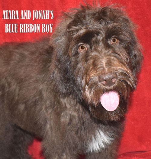 adhonay's labradoodles australian labradoodles